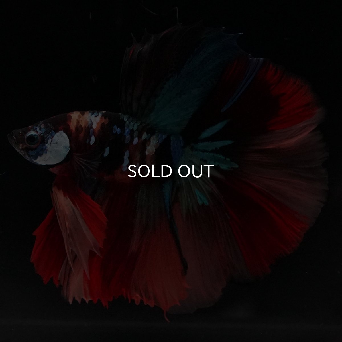 画像1: HM　キャンディ (1)