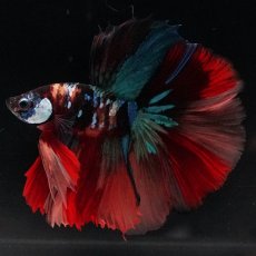 画像1: HM　キャンディ (1)