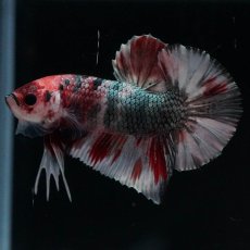 画像9: HMPK　キャンディカッパー (9)