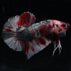 画像4: HMPK　キャンディカッパー (4)