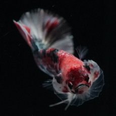 画像8: HMPK　キャンディカッパー (8)