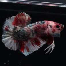 画像7: HMPK　キャンディカッパー (7)