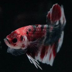 画像6: HMPK　キャンディカッパー (6)