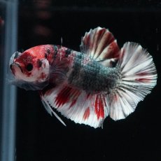 画像5: HMPK　キャンディカッパー (5)