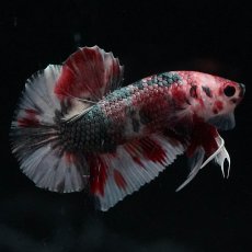 画像1: HMPK　キャンディカッパー (1)