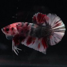 画像2: HMPK　キャンディカッパー (2)