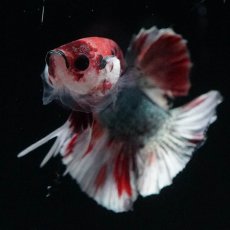 画像3: HMPK　キャンディカッパー (3)