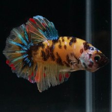 画像2: HMPK　イエロータイガー　変わり柄 (2)