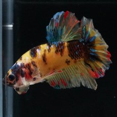 画像6: HMPK　イエロータイガー　変わり柄 (6)