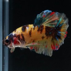 画像5: HMPK　イエロータイガー　変わり柄 (5)