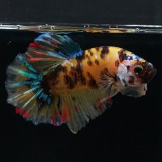 画像4: HMPK　イエロータイガー　変わり柄 (4)