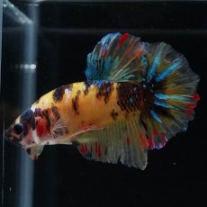 画像1: HMPK　イエロータイガー　変わり柄 (1)