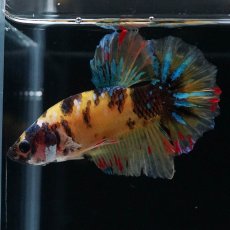 画像3: HMPK　イエロータイガー　変わり柄 (3)