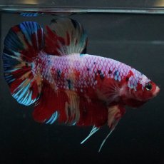 画像5: GHMPK　キャンディ (5)