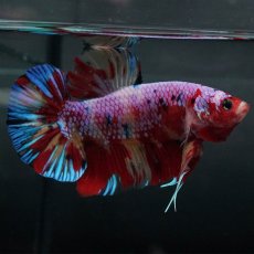 画像3: GHMPK　キャンディ (3)