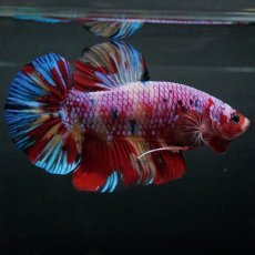 画像1: GHMPK　キャンディ (1)