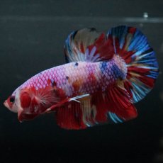 画像6: GHMPK　キャンディ (6)