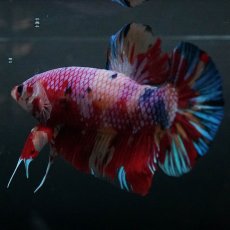 画像4: GHMPK　キャンディ (4)