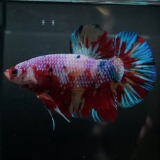 画像2: GHMPK　キャンディ (2)