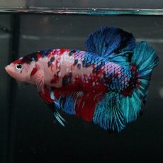 画像6: GHMPK　鯉ギャラクシー (6)