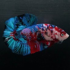 画像1: GHMPK　鯉ギャラクシー (1)