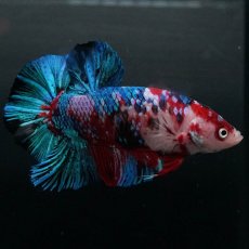 画像5: GHMPK　鯉ギャラクシー (5)