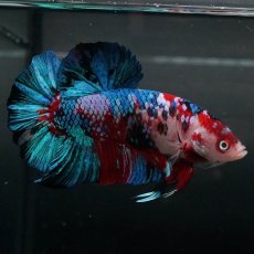 画像3: GHMPK　鯉ギャラクシー (3)