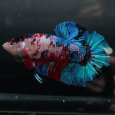 画像4: GHMPK　鯉ギャラクシー (4)