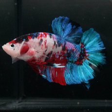 画像2: GHMPK　鯉ギャラクシー (2)