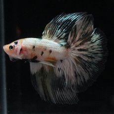 画像8: HM　ホワイトカッパー (8)