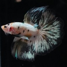 画像7: HM　ホワイトカッパー (7)