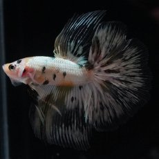 画像6: HM　ホワイトカッパー (6)