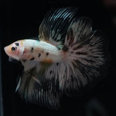 画像4: HM　ホワイトカッパー (4)