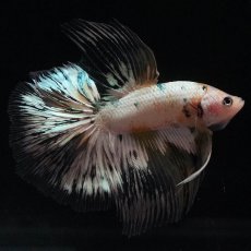 画像5: HM　ホワイトカッパー (5)