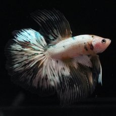 画像3: HM　ホワイトカッパー (3)