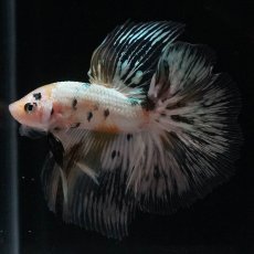 画像2: HM　ホワイトカッパー (2)