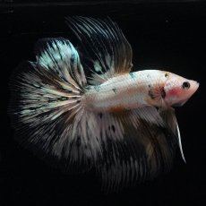 画像1: HM　ホワイトカッパー (1)