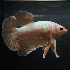 画像8: GHMPK　イエロードラゴン (8)