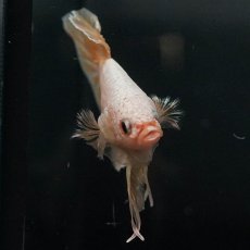 画像4: GHMPK　イエロードラゴン (4)