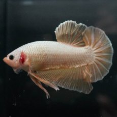 画像1: GHMPK　イエロードラゴン (1)