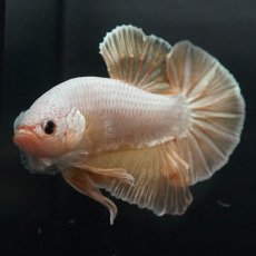 画像3: GHMPK　イエロードラゴン (3)