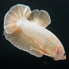 画像2: GHMPK　イエロードラゴン (2)