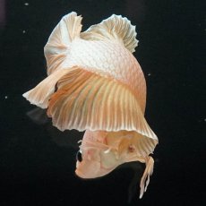 画像5: GHMPK　イエロードラゴン (5)