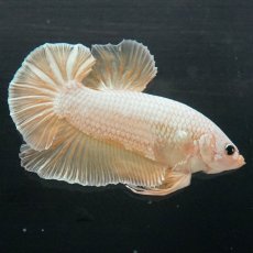 画像6: GHMPK　イエロードラゴン (6)