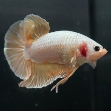 画像7: GHMPK　イエロードラゴン (7)