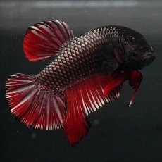 画像7: GHMPK　レッドカッパー (7)