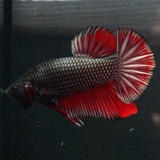 画像2: GHMPK　レッドカッパー (2)