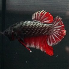 画像6: GHMPK　レッドカッパー (6)