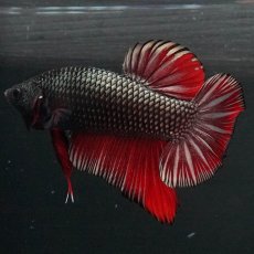 画像4: GHMPK　レッドカッパー (4)