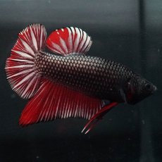 画像5: GHMPK　レッドカッパー (5)